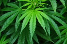 Cannabis sativa rostlin