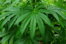 Cannabis sativa växt