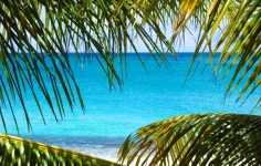 Карибский через пальмовых листьев