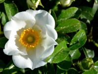 Cherokee Rose Official State Flower