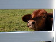 Kuh durch Zaun blickt