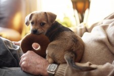 Puppy Terrier sveglio con il giocattolo