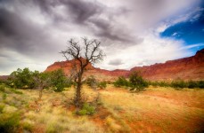 Árbol muerto en Utah Wilderness