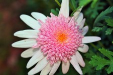 Delicate pink daisy