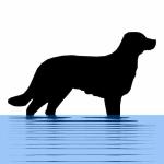 Câine în apă