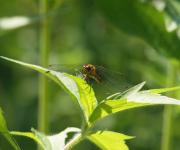 Dragonfly meadowhawk