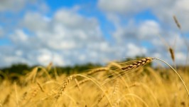 Grain In The Field