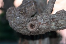 Eyehole lesion on tree