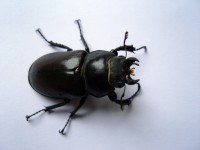 Macho femenino escarabajo