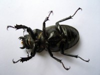 Kobieta stag beetle