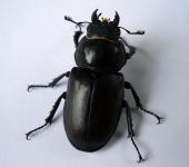 Kobieta stag beetle