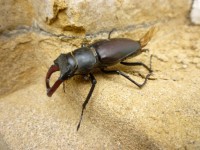 Escarabajo de macho femenino