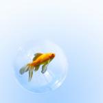 Fish In Bubble