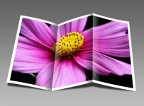 Květina brožura