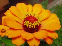 Blume Nahaufnahme