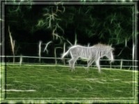 Fraktální zebra