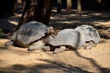 Gigant Tortoise
