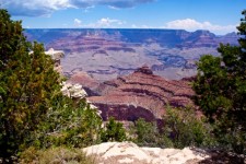 Grand Canyon entre árvores