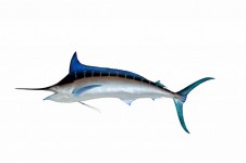 Grande Blue Marlin