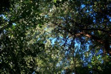 Green tree canopy