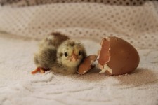 Incubație Chick