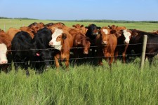 Herd of Cows Pasture Fence