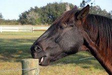 Häst tugga på staketstolpen
