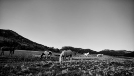 Horses On Ranch Land