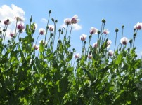 Amapolas en flor
