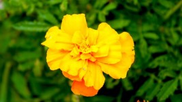 Grande fleur jaune
