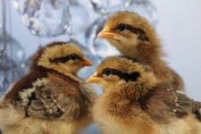 Leghorn Chicks
