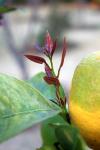 Lemon Tree Inflorescence
