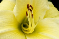 Lily closeup