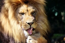 Lion piede leccare