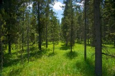 Meadow Pine Trees