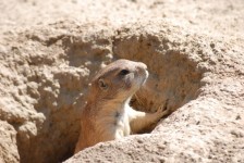 Meerkat наблюдение