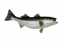 Montat Striped Bass
