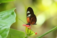 Orange papillon noir