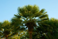 Palm Fronds Under Sunset
