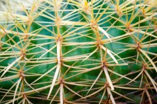 Patroon cactus