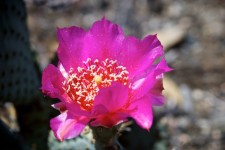 Pink Cactus Blossoms