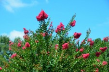 Pink Crepe Myrtle Tree Flowers