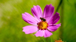 Fleur rose avec une abeille