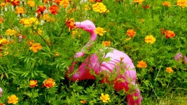 Rose cour Flamingo