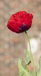 Poppy Flower Close-up