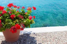 Pot of flowers and sea