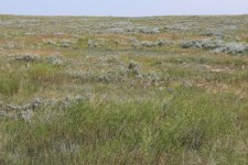 Prairie Grama Arbustos