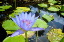Profilul de Purple Water Lilly