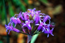 Purple garlic flower close