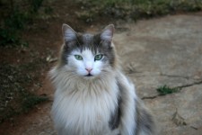 Ragdoll Cat With Green Eyes